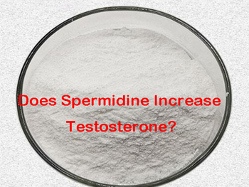 Does Spermidine Increase Testosterone?
